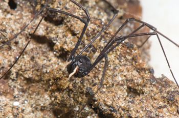 Media type: image; Invertebrate Zoology 129512